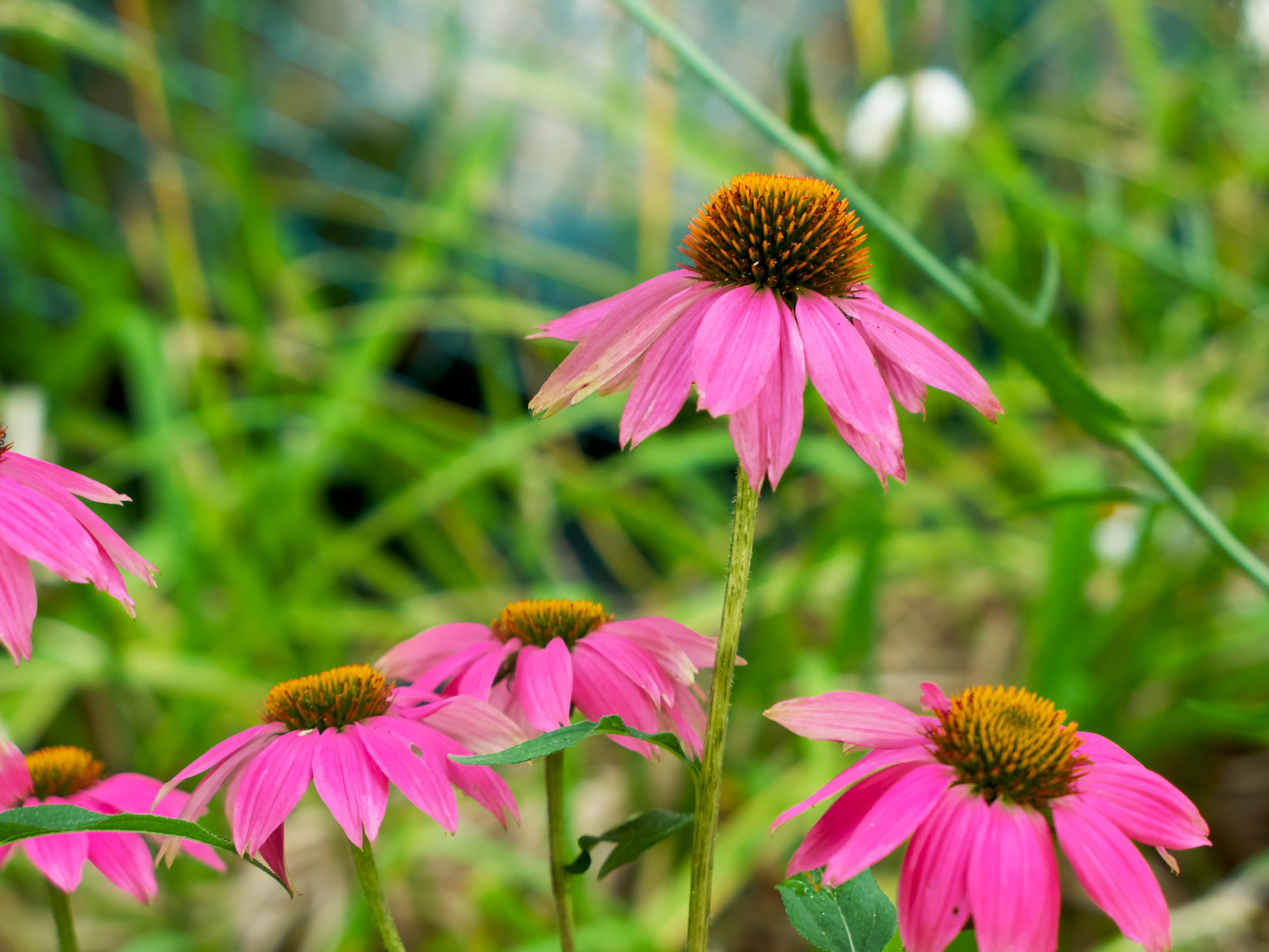 Pink And Orange Flowers Free Stock Photo FOCA Stock