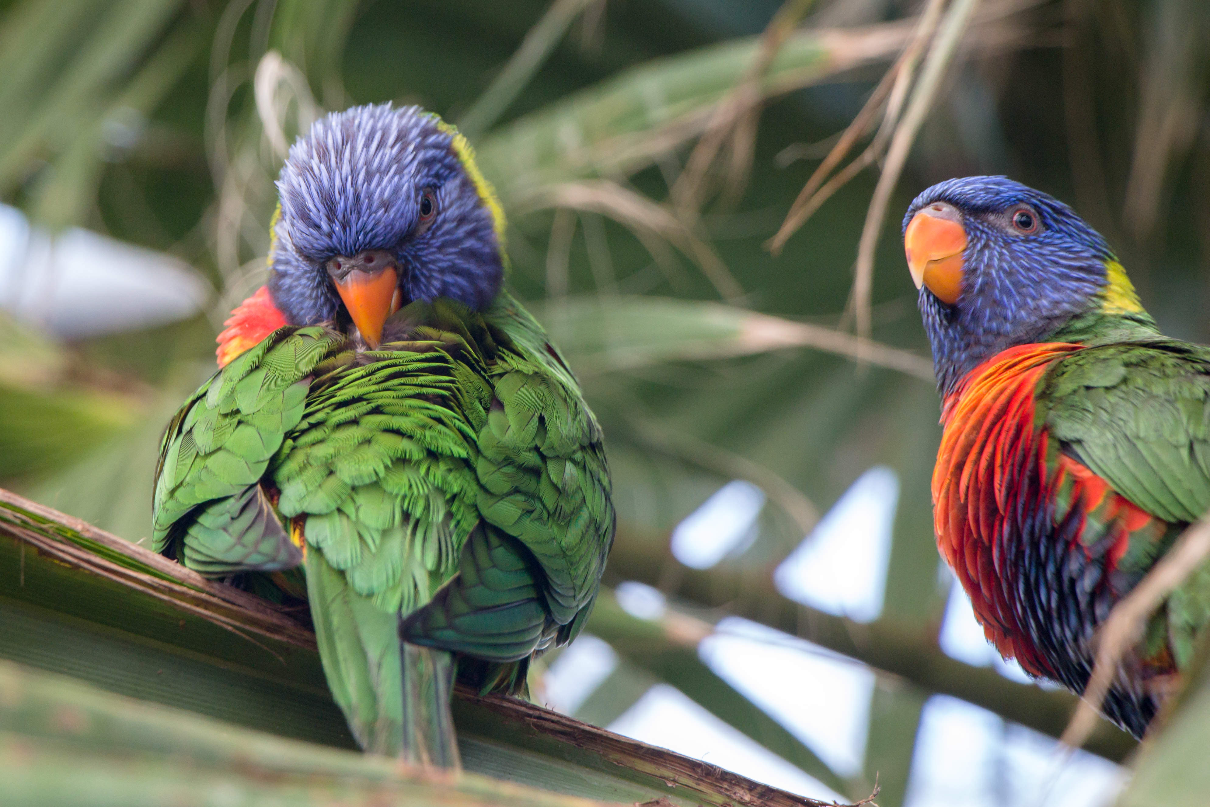 Review Canon 18135 mm STM (C APSC) Focus Review