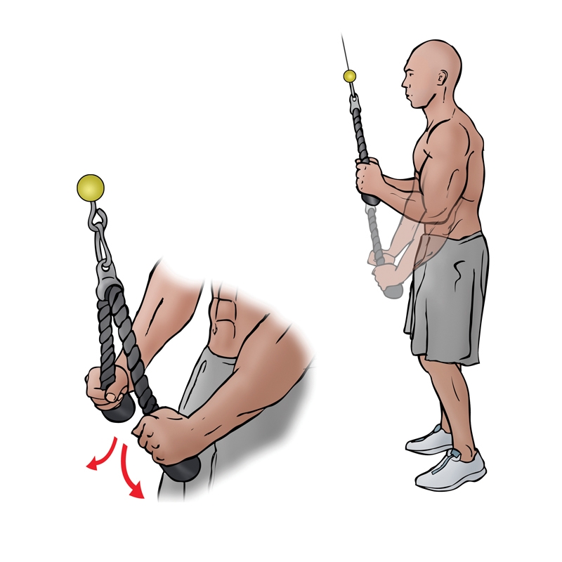 How to perform Triceps Pushdown Rope Focused on Fit