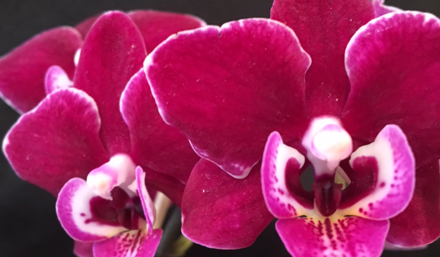 Ironwood Estate Orchids Annual Open House, Feb. 7 Feb. 14 Focus