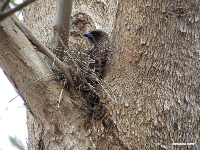 Stick nest Focus On Fauna