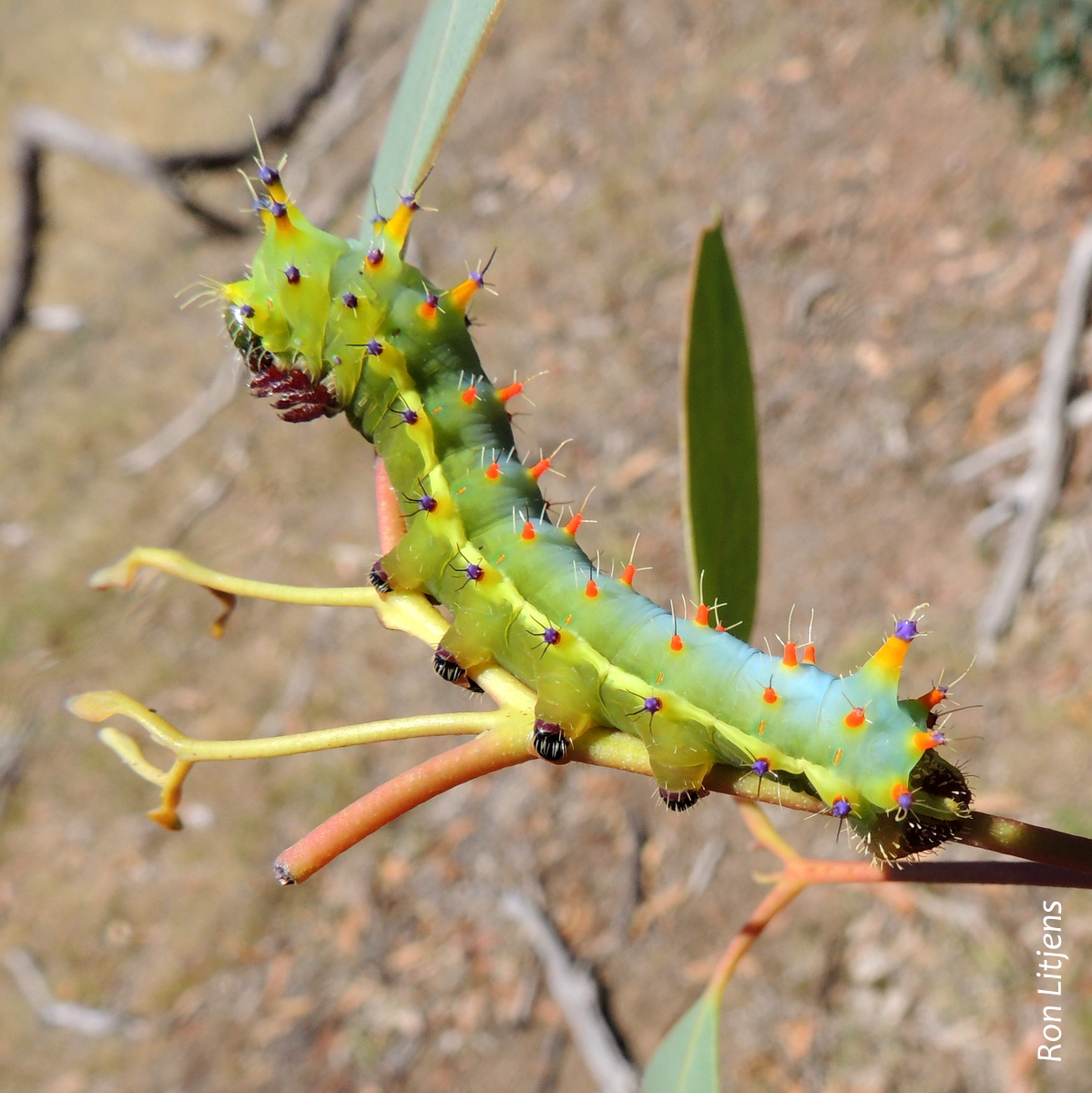 How many legs is enough? Focus On Fauna