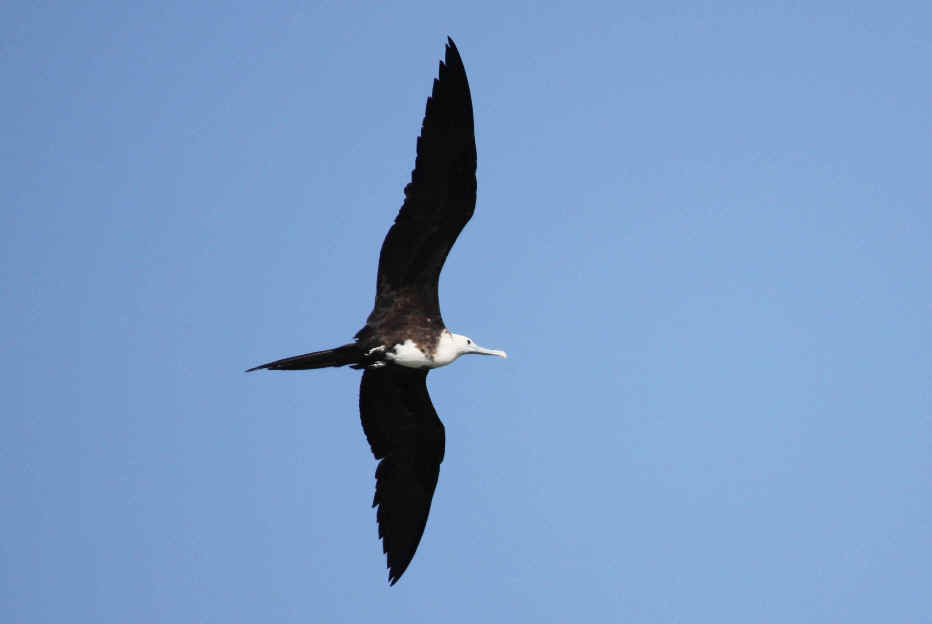 Mexico Birds from Tinamous to Shorebirds during Focus On Nature Tours