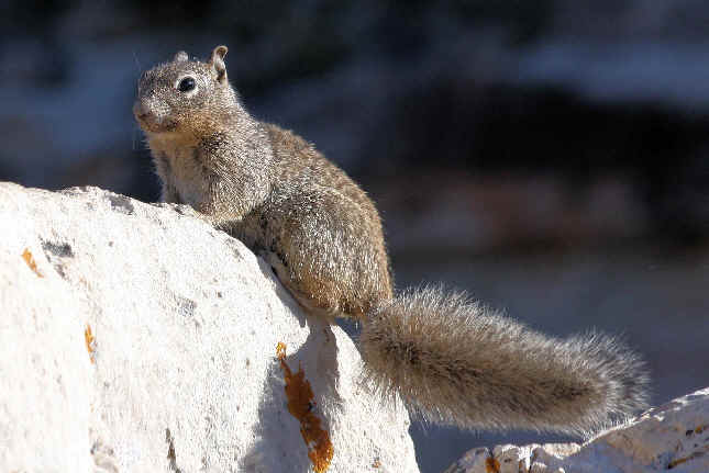 Mammals in Colorado during Focus On Nature Tours