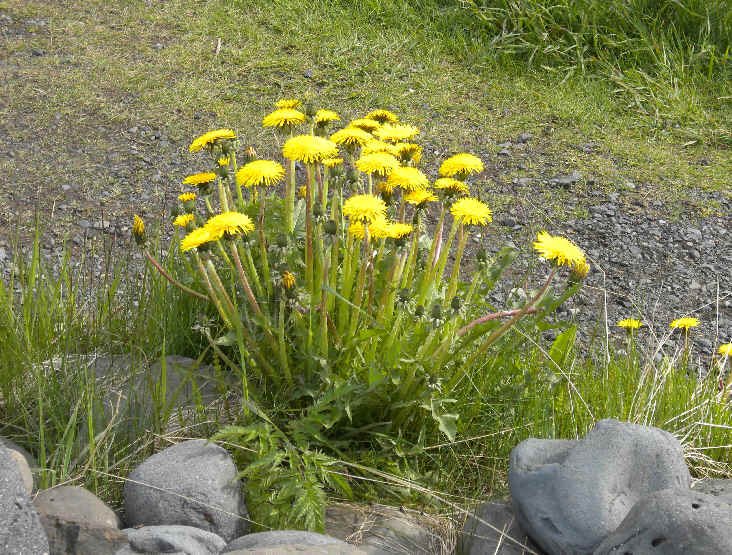Iceland Wildflowers during Focus On Nature Tours
