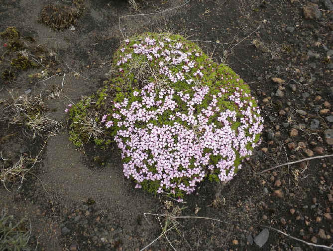 Iceland Wildflowers during Focus On Nature Tours