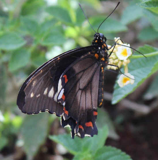 Nature in the Dominican Republic including Mammals, Amphibians