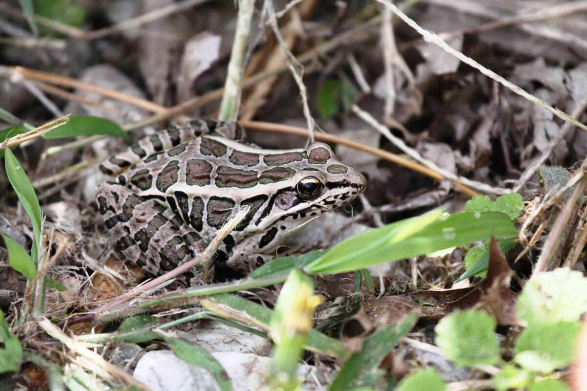 Amphibians and Reptiles of Texas during Focus On Nature Tours
