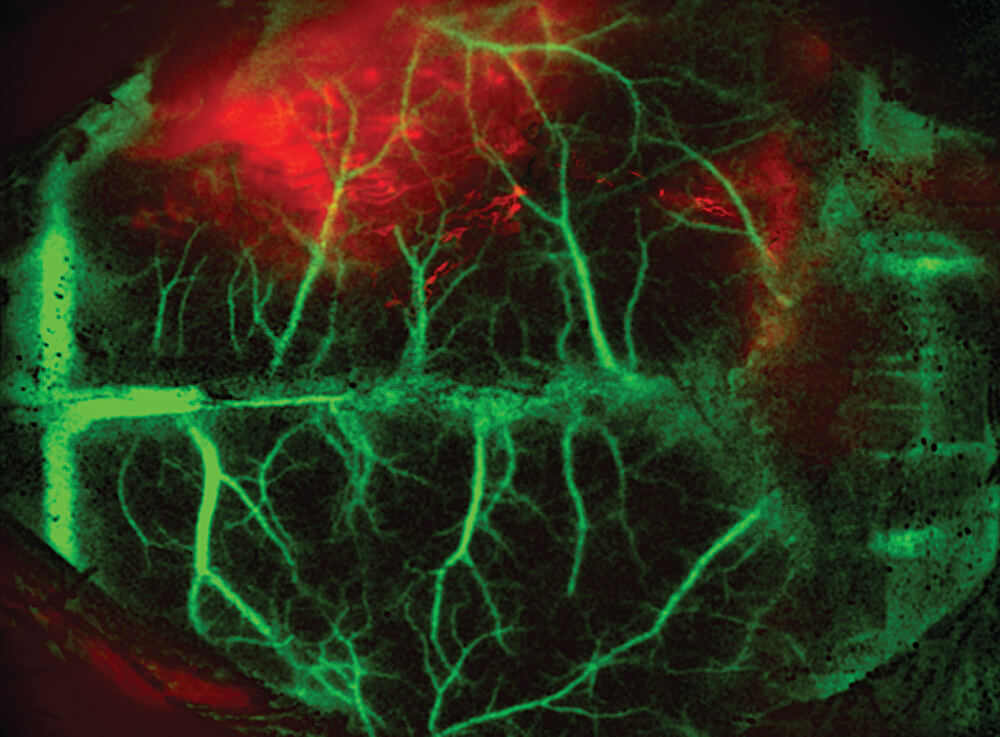 Imaging Applications in Toxicologic Pathology for Use