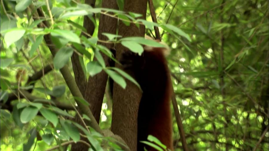 Red Panda Rescue (Wild Kratts) Video Learn360