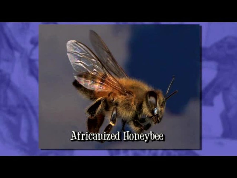 What is the most dangerous bee on the Video Learn360