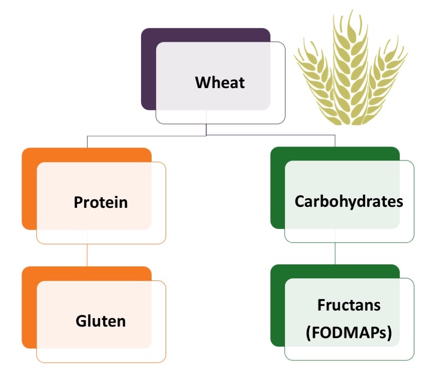 Is Wheat Bread A Low FODMAP Bread? FODMAP Friendly