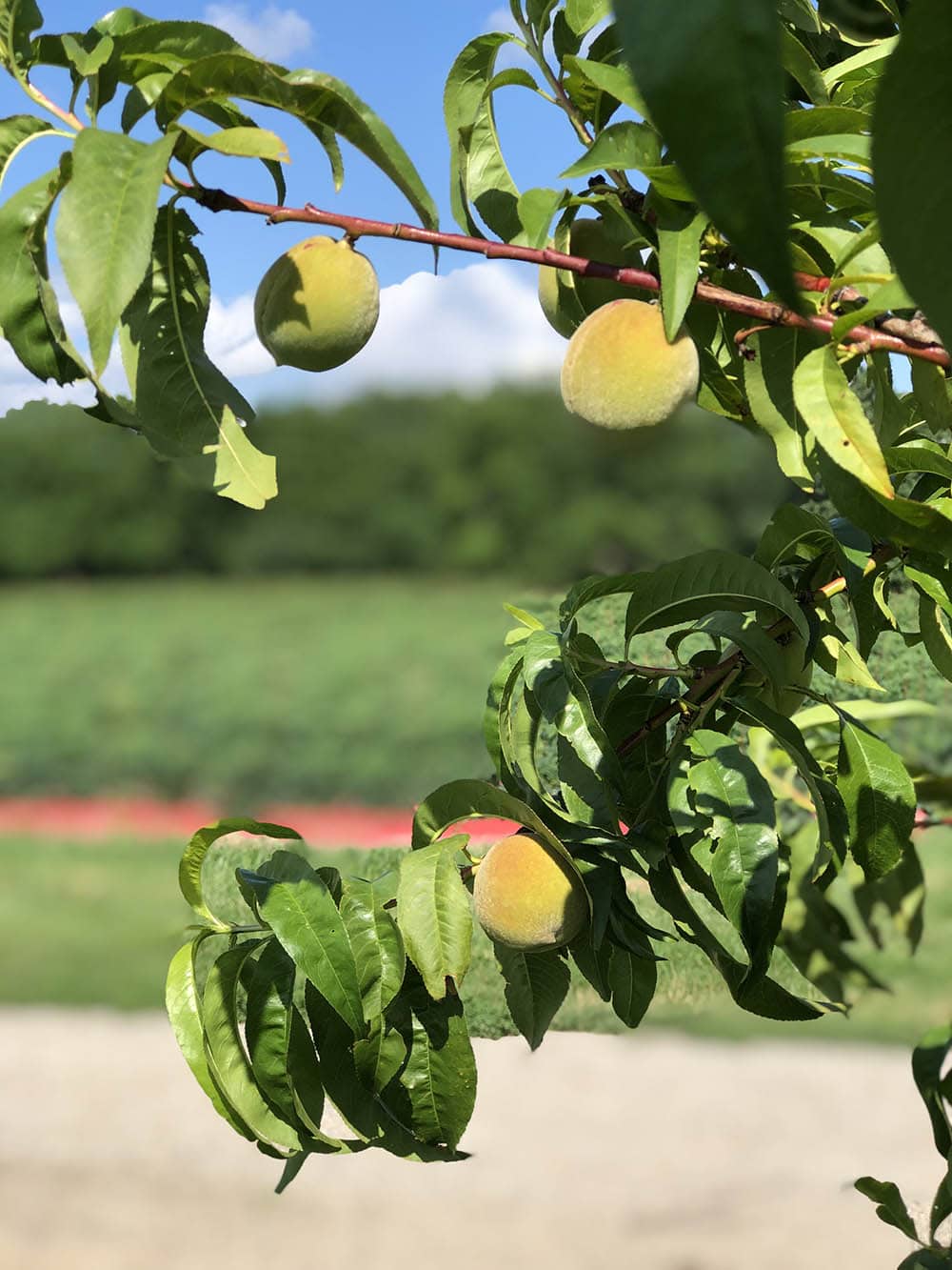 Our Farm Fogler's Greenhouse & Farm Market Rochester, MI