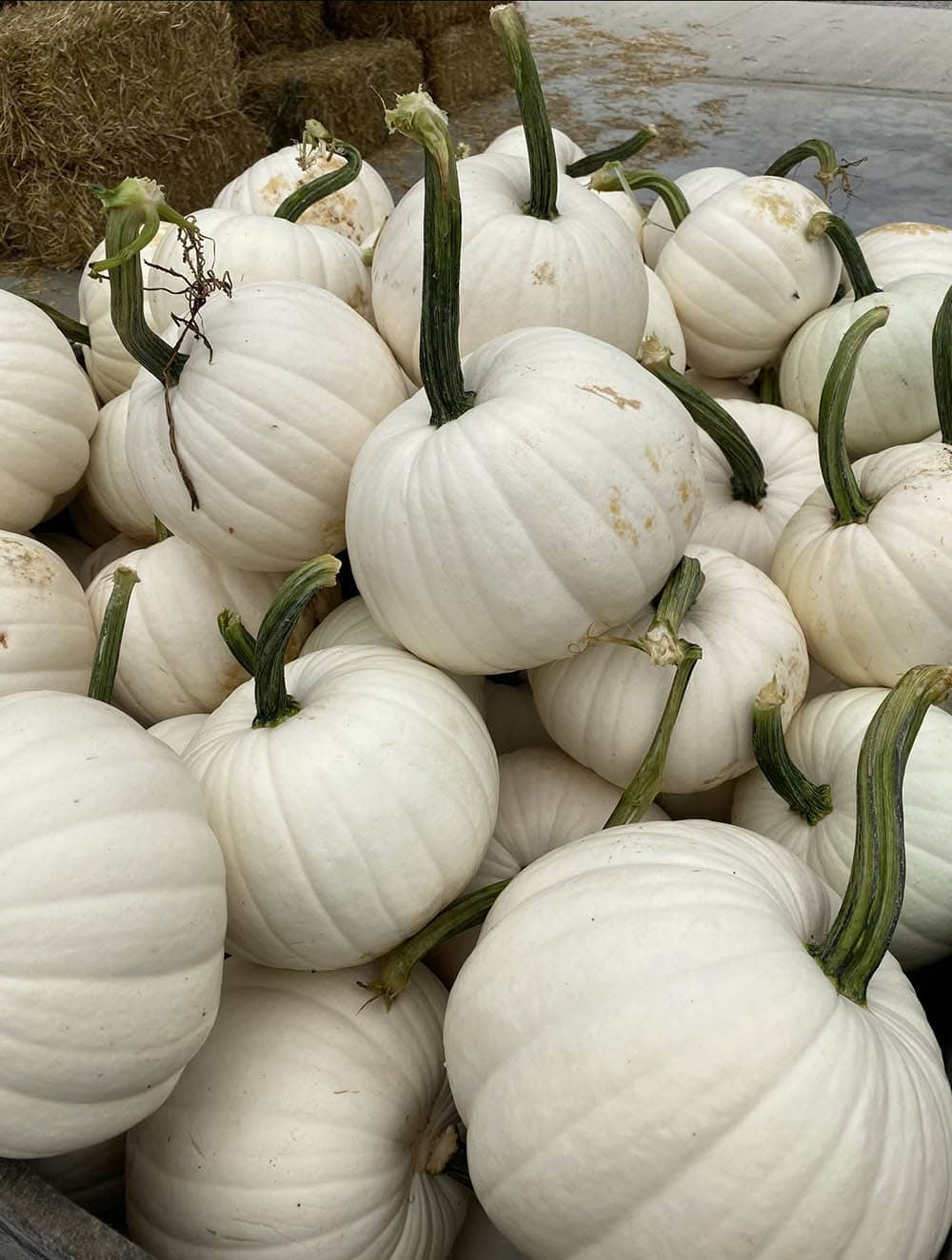 Our Farm Fogler's Greenhouse & Farm Market Rochester, MI