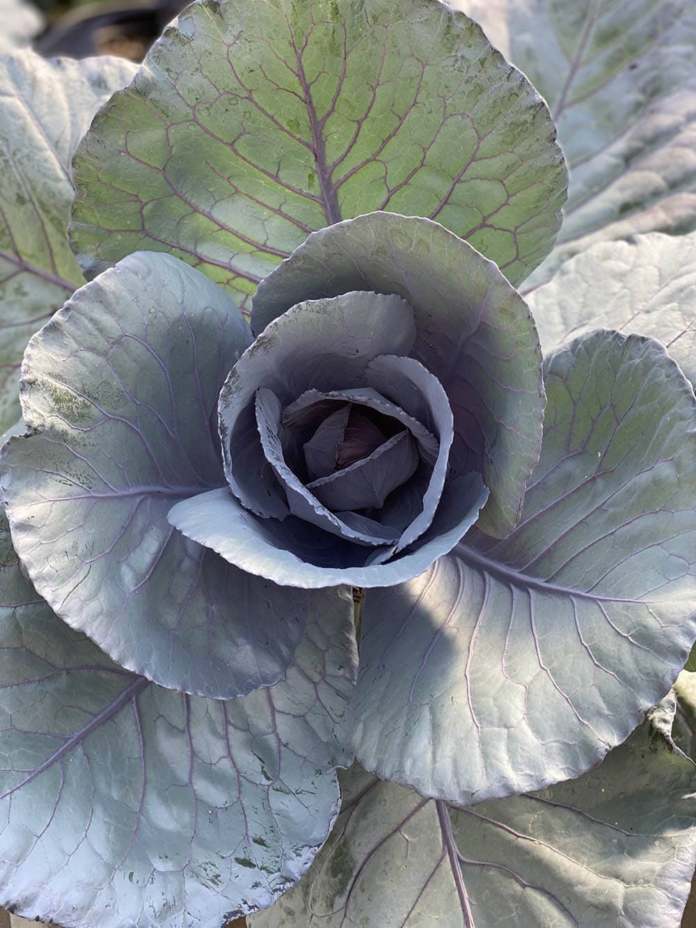 Our Farm Fogler's Greenhouse & Farm Market Rochester, MI