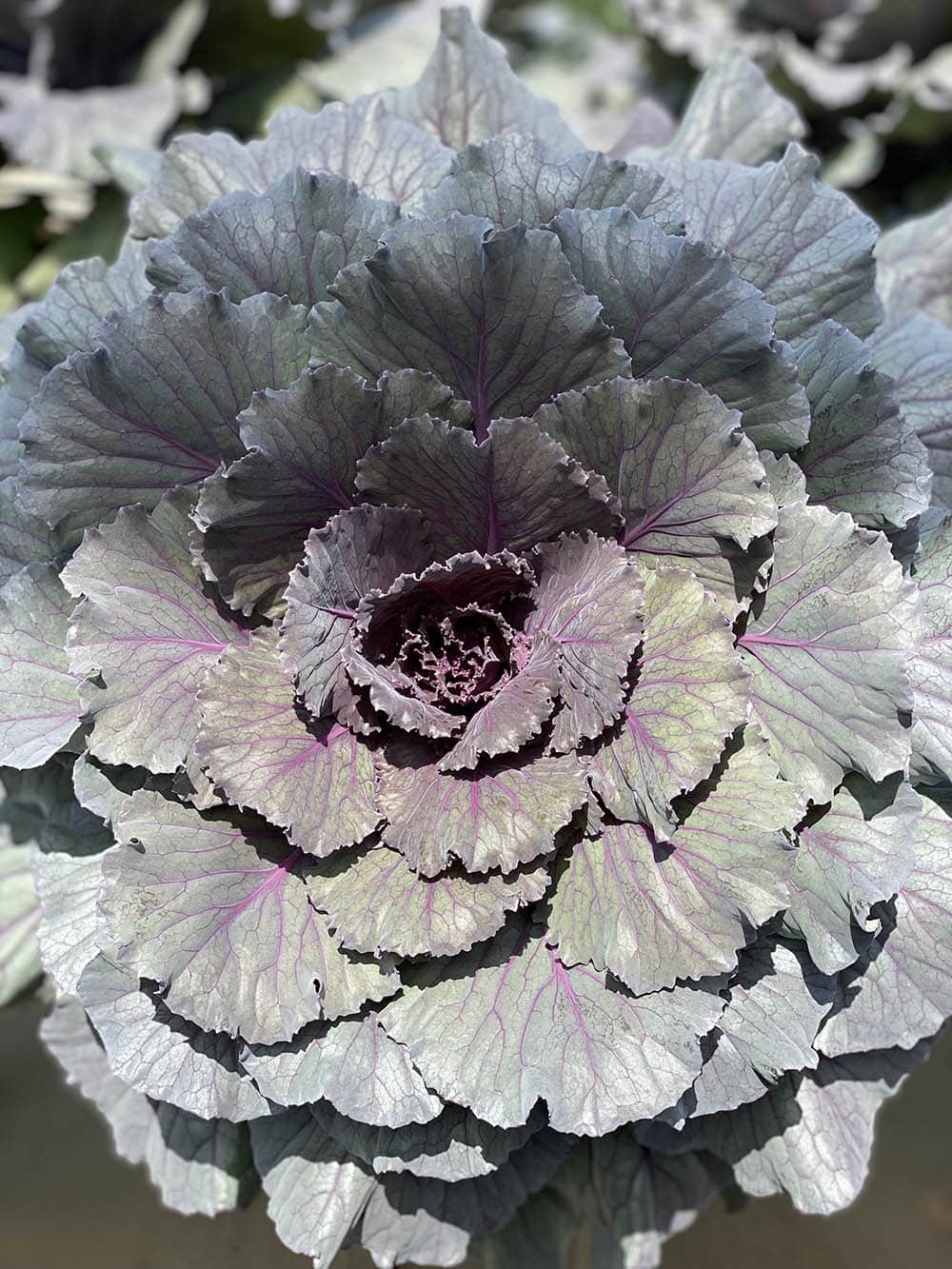 Our Farm Fogler's Greenhouse & Farm Market Rochester, MI