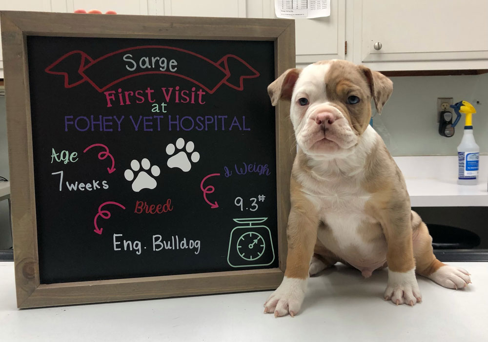 Veterinary First Visits Clio, MI 48420 Fohey Veterinary Hospital