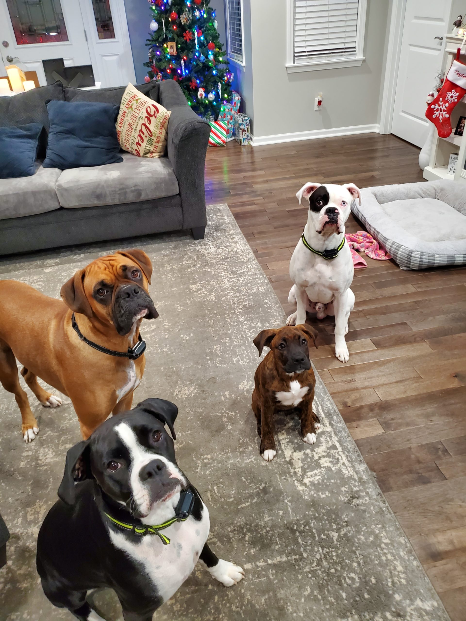 Patient Gallery Fohey Veterinary Hospital