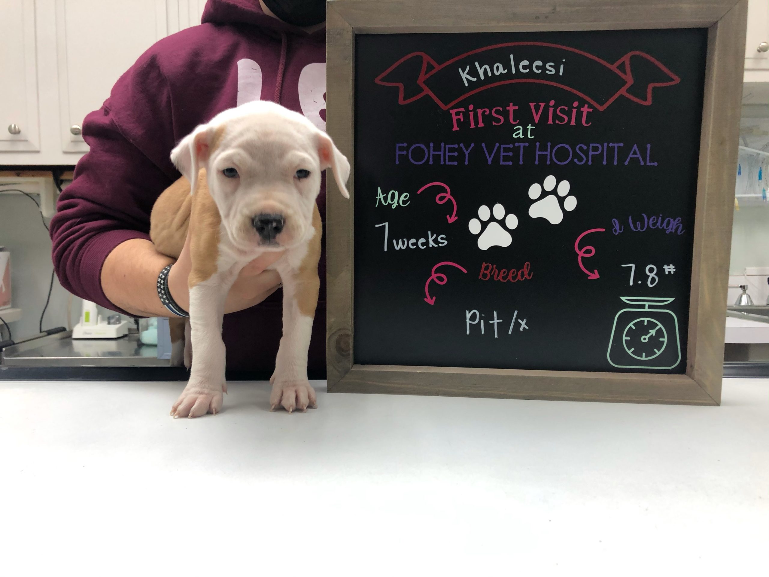 Veterinary First Visits Clio, MI 48420 Fohey Veterinary Hospital