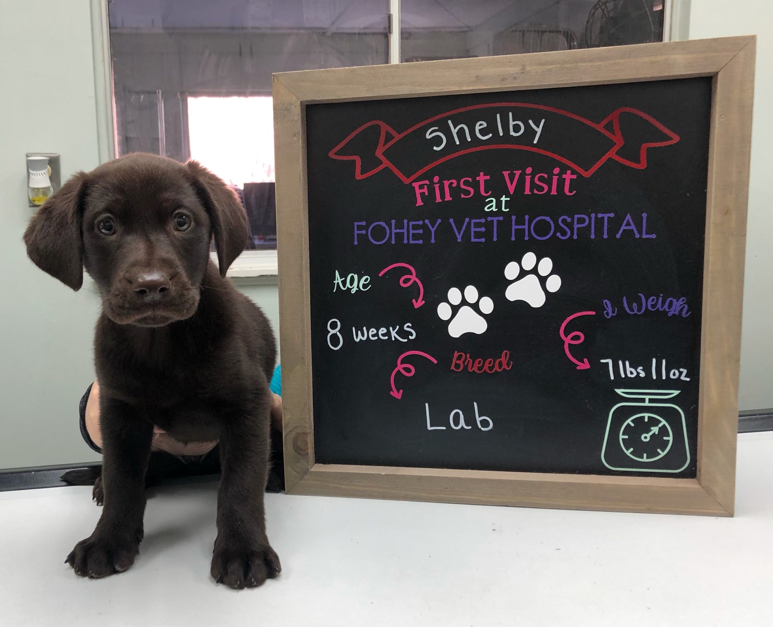 How Much Is The First Puppy Vet Visit