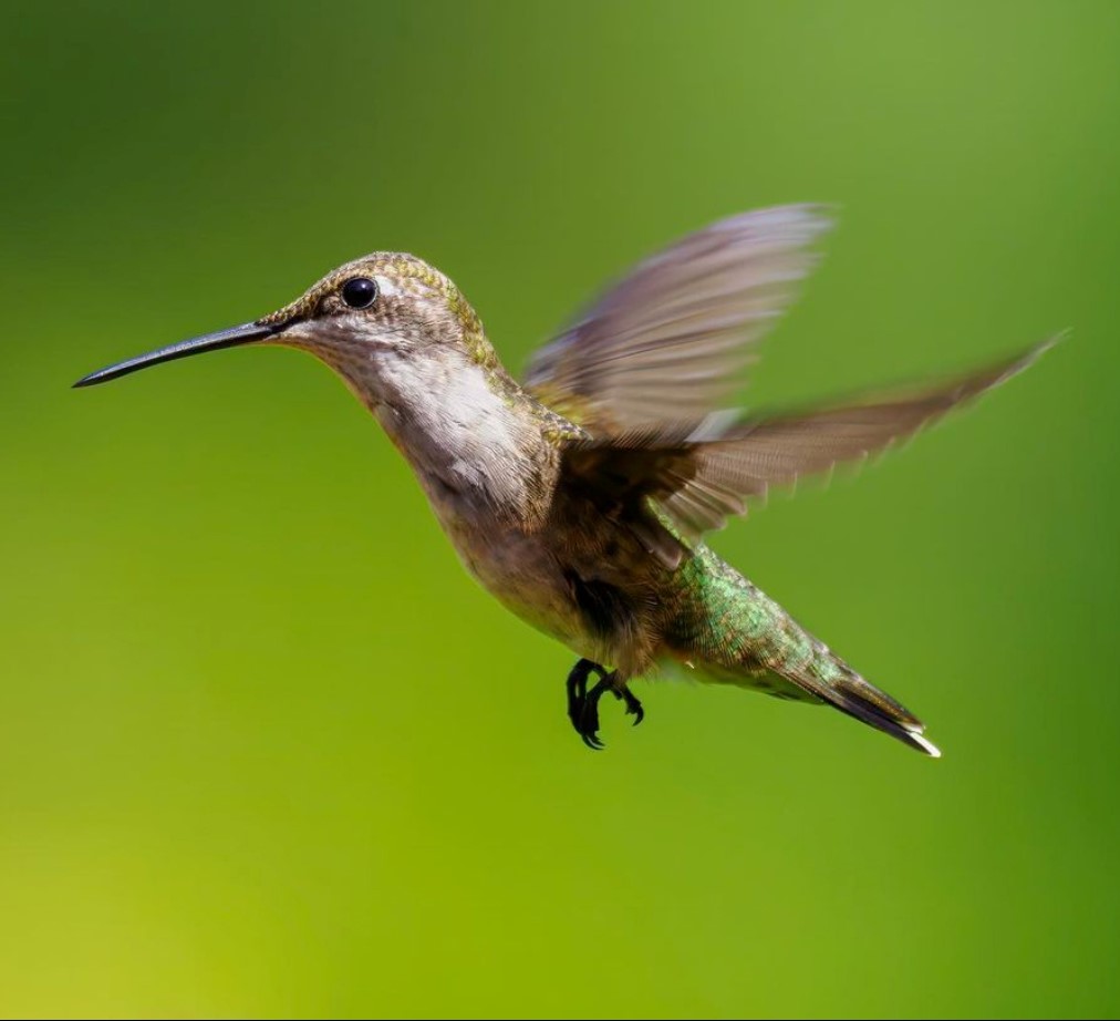 Our Native Hummingbird and its Surprising Invasive Predator FOLAR