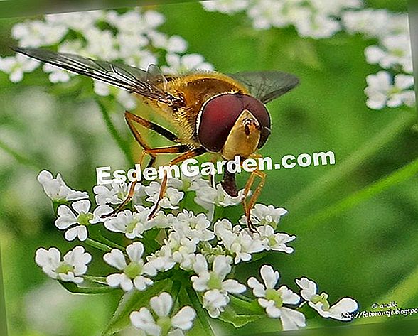Selectie Van Planten Voor Schaduwrijke Massieven 🌿 Alles Over Tuinieren