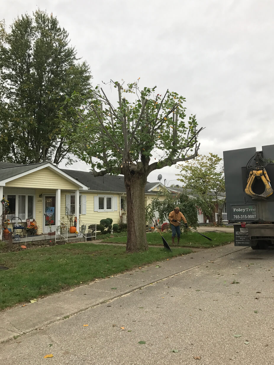 Tree Trimming Foley Tree LLC