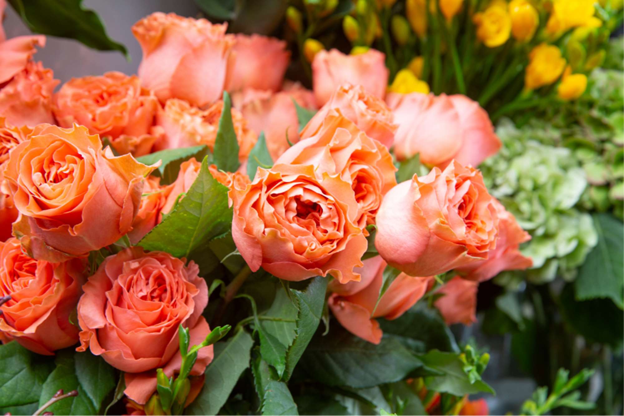 Flower Shop Toronto Folha