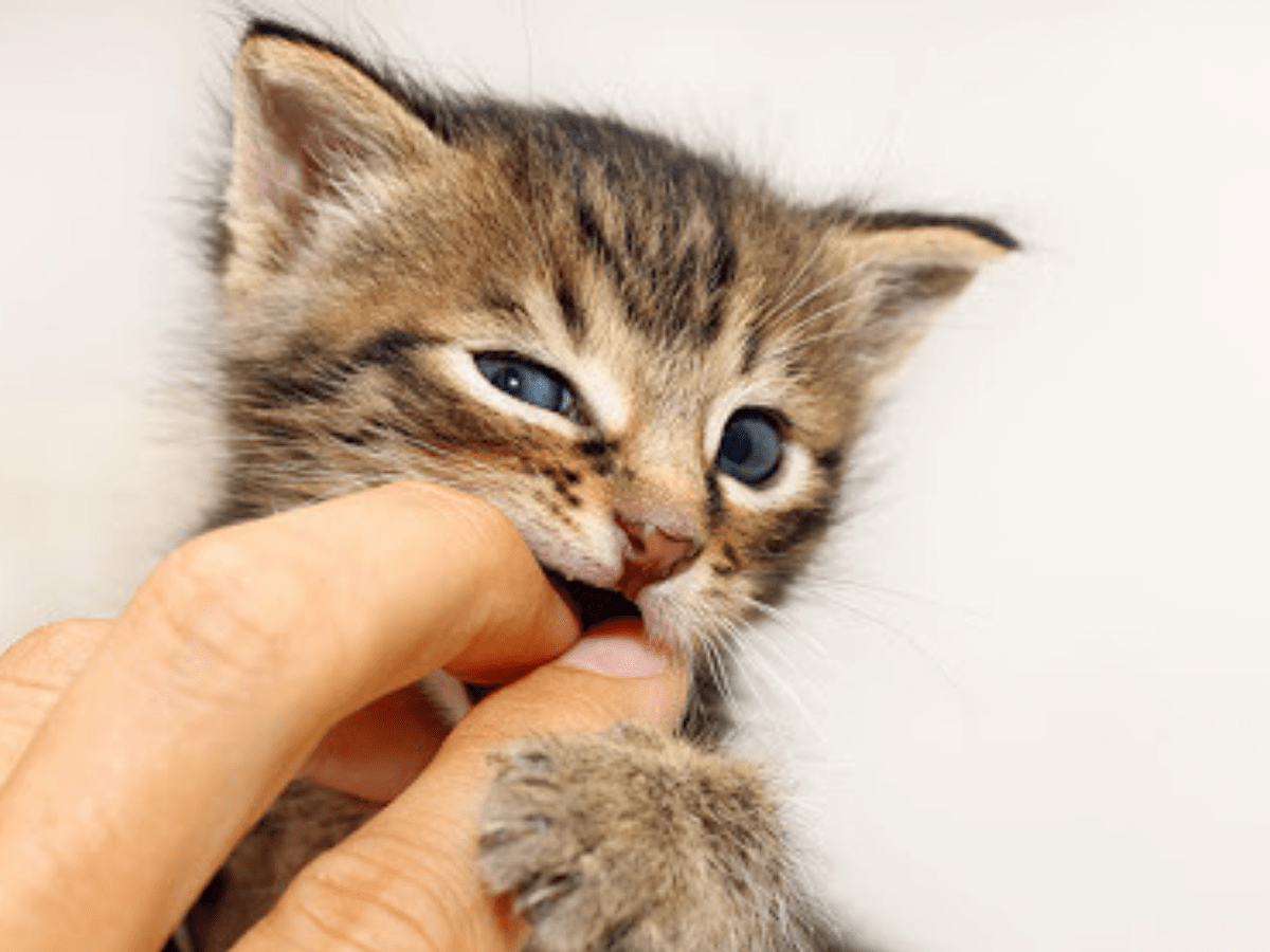 Pode dar mamadeira para filhote de gato? Saiba agora o que fazer