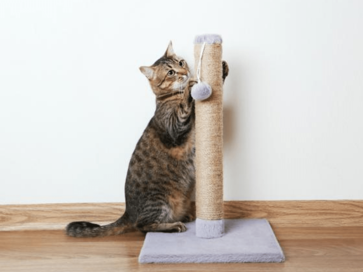 Seu gato morde os cabos elétricos da casa? Entenda o porquê Folha GO