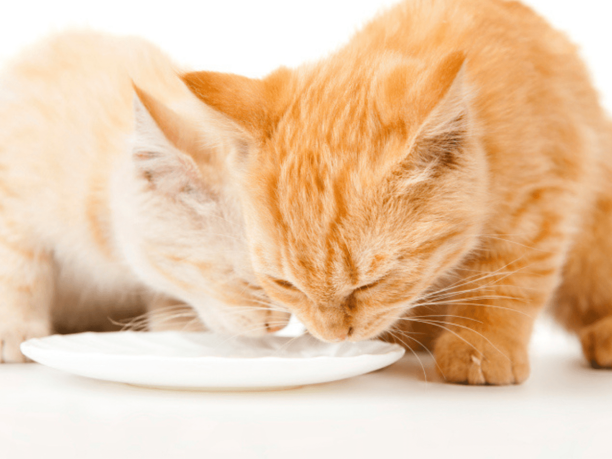 O paladar dos gatos entenda como os felinos sentem os sabores