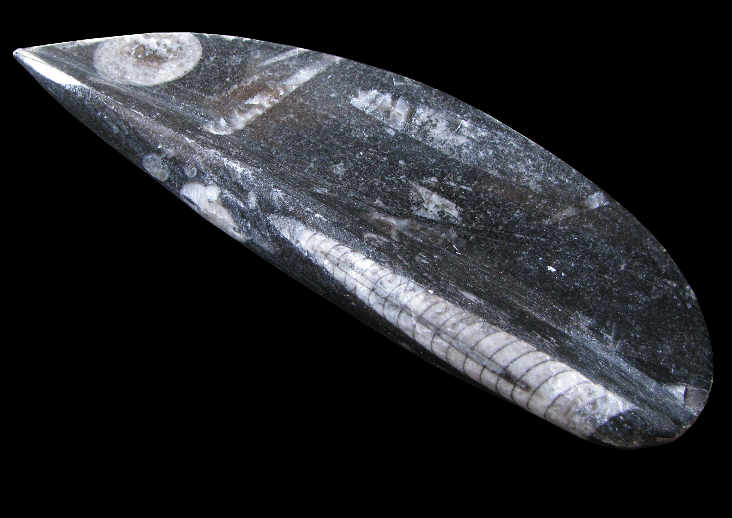 FOLI Base de données de fossiles Orthoceras