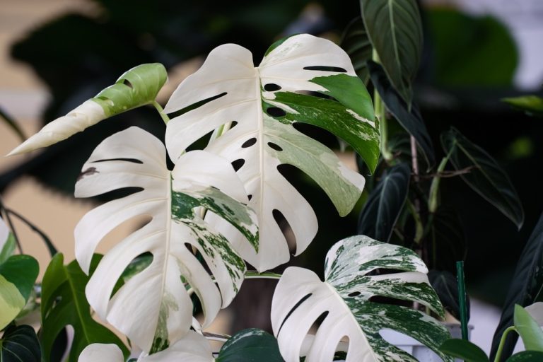 Why Are Variegated Monsteras So Expensive? (EXPLAINED) Foliage Friend