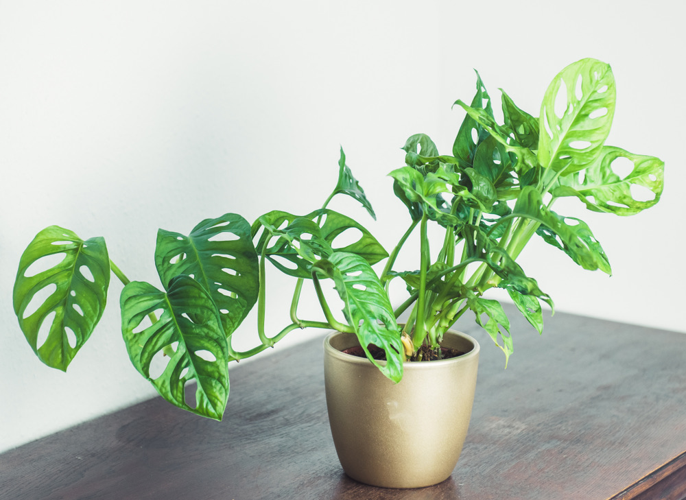 How To Propagate A Monstera Adansonii (Step by Step Guide) Foliage