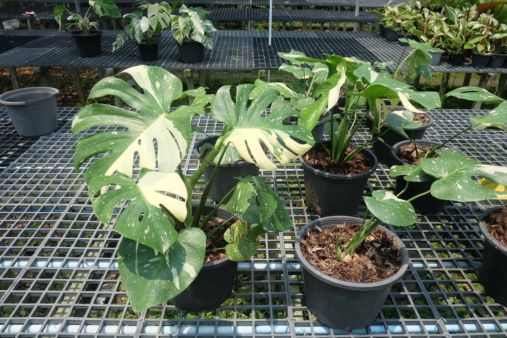 Why Are Variegated Monsteras So Expensive? (EXPLAINED) Foliage Friend