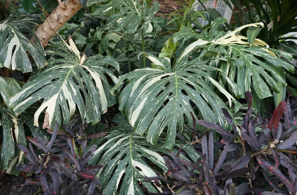 Why Are Variegated Monsteras So Expensive? (EXPLAINED) Foliage Friend