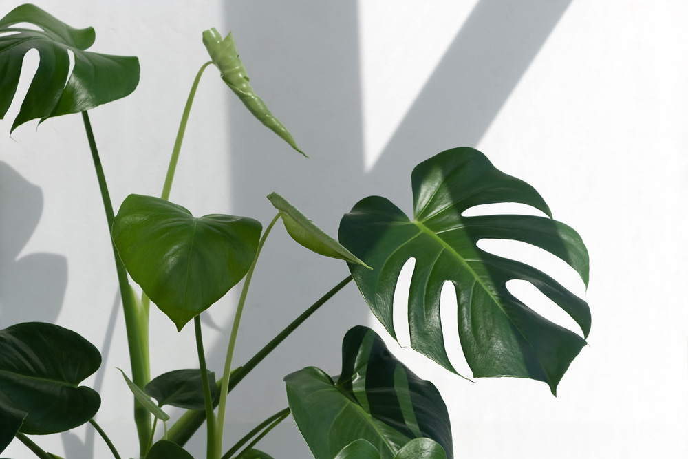 How To Cut Leaves Off A Monstera? (Step By Step Guide) Foliage Friend