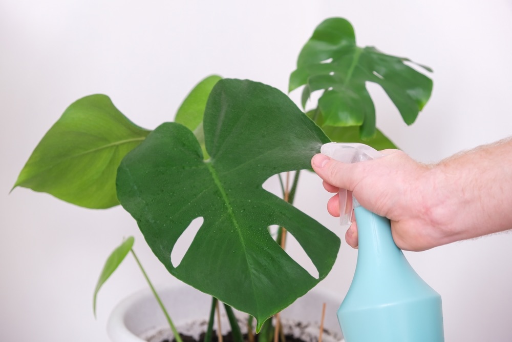 How Often to Water Monstera in Winter? (ANSWERED) Foliage Friend