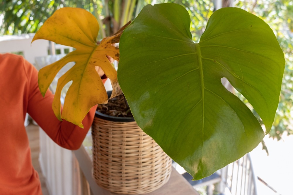 How To Cut Leaves Off A Monstera? (Step By Step Guide) Foliage Friend Learn About Different