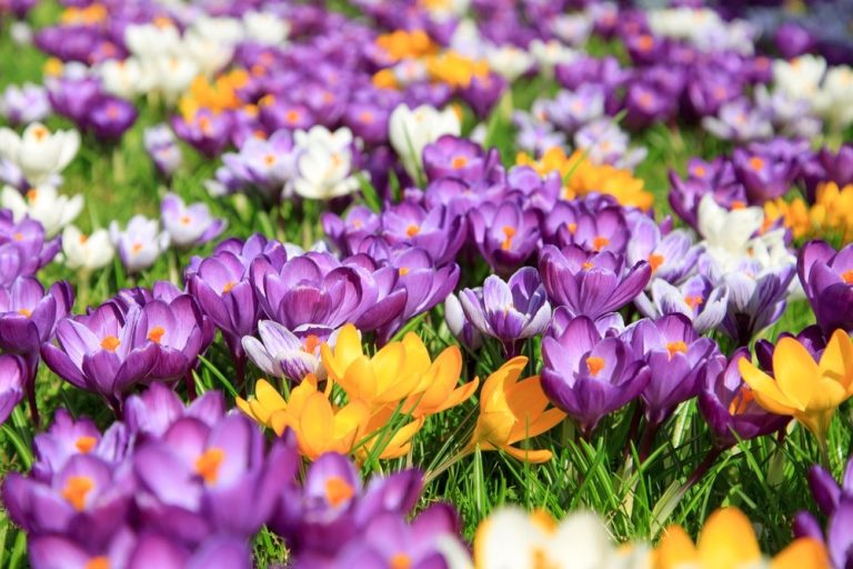Yellow Crocus Flower Meaning, Symbolism & Spiritual Significance