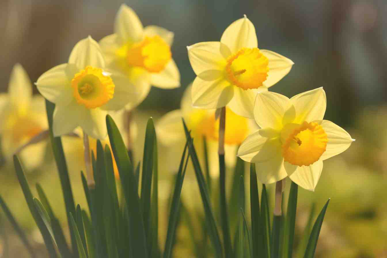 10 Flowers That Represent March Blooming Beauties Foliage Friend