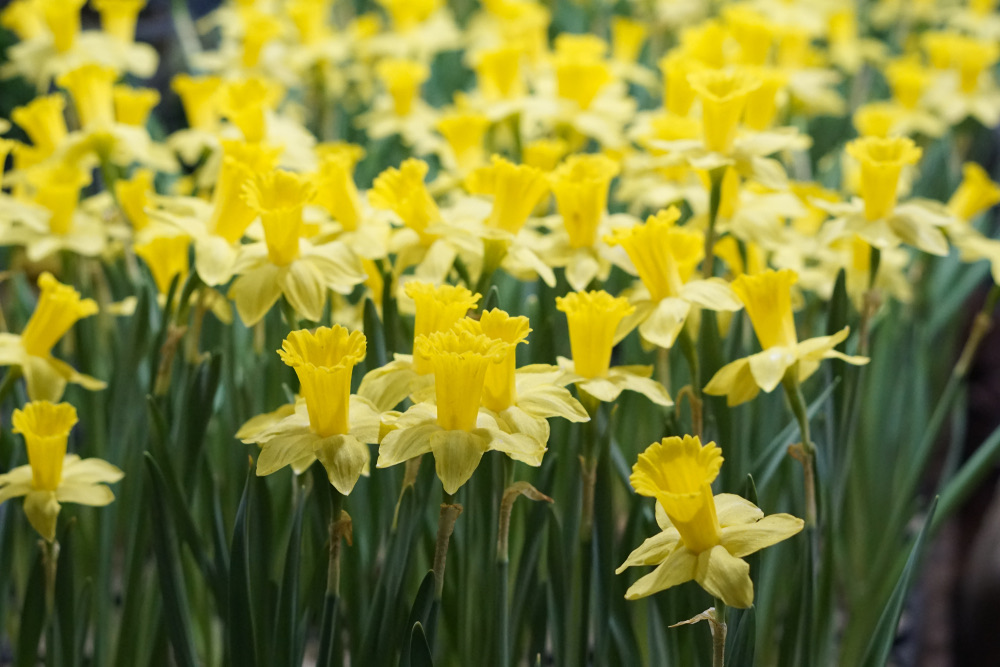 35 Flowers That Grow All Year Round Your Ultimate Guide to Blooming