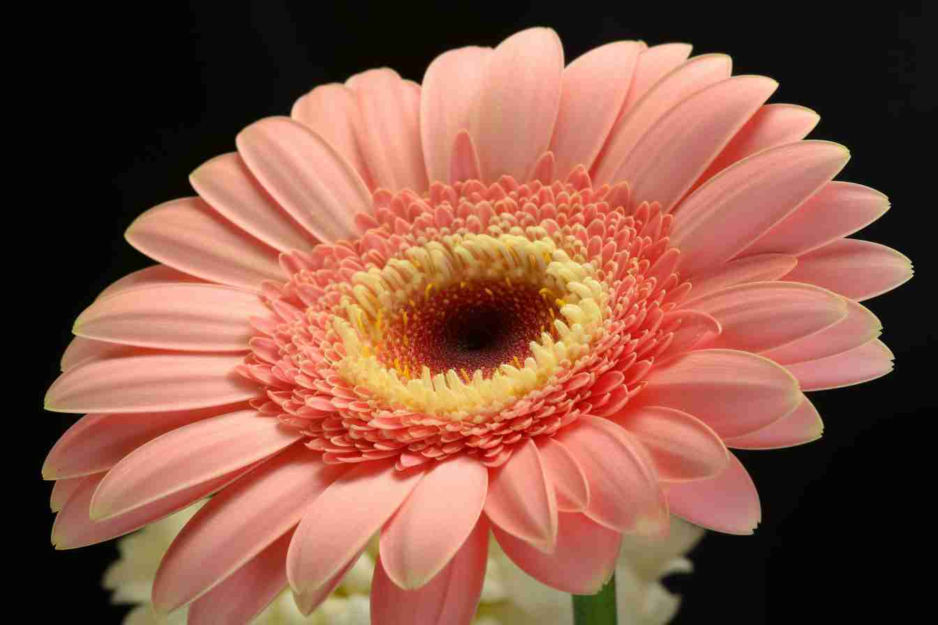 10 Flowers That Represent Thankfulness Blooms Of Appreciation