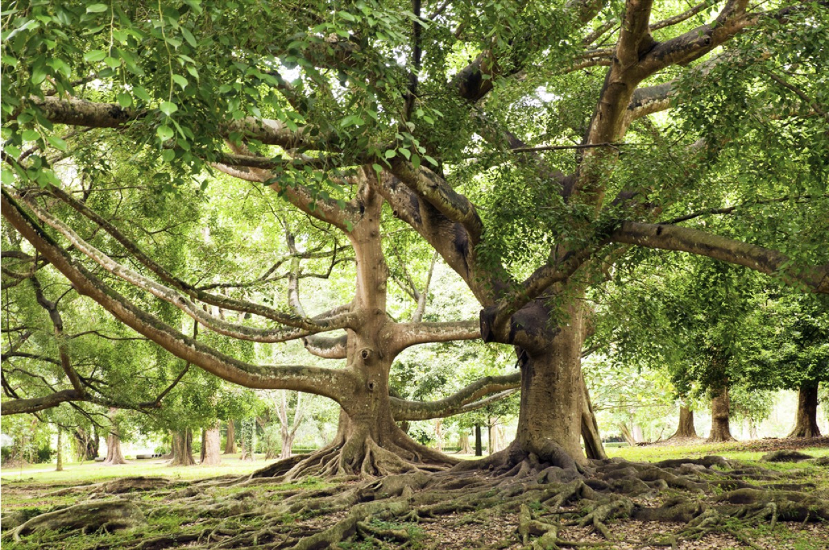 How Much Light Does a Ficus Tree Need Essential Guide Foliage Friend