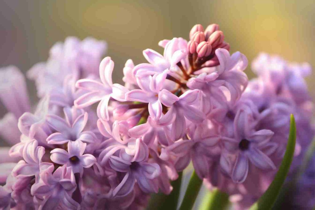 10 Flowers That Represent March Blooming Beauties Foliage Friend Learn About Different