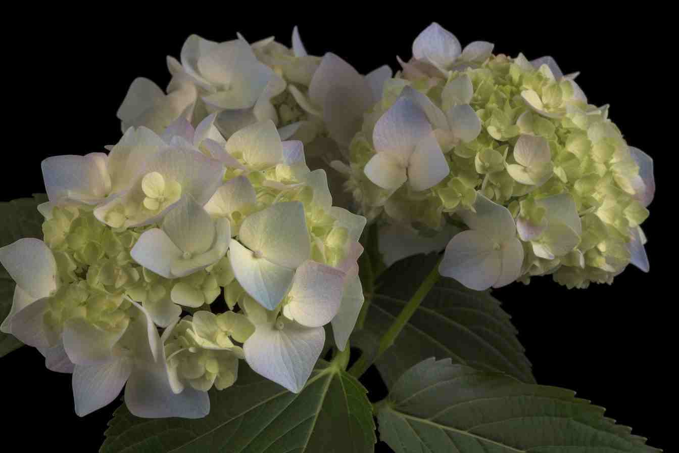 10 Flowers That Represent Taurus Floral Horoscope Foliage Friend Learn About Different