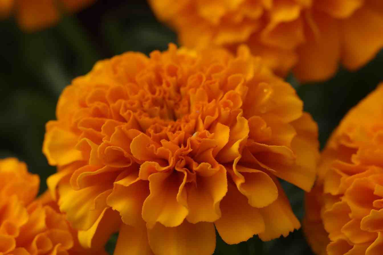 10 Flowers That Represent Thankfulness Blooms Of Appreciation