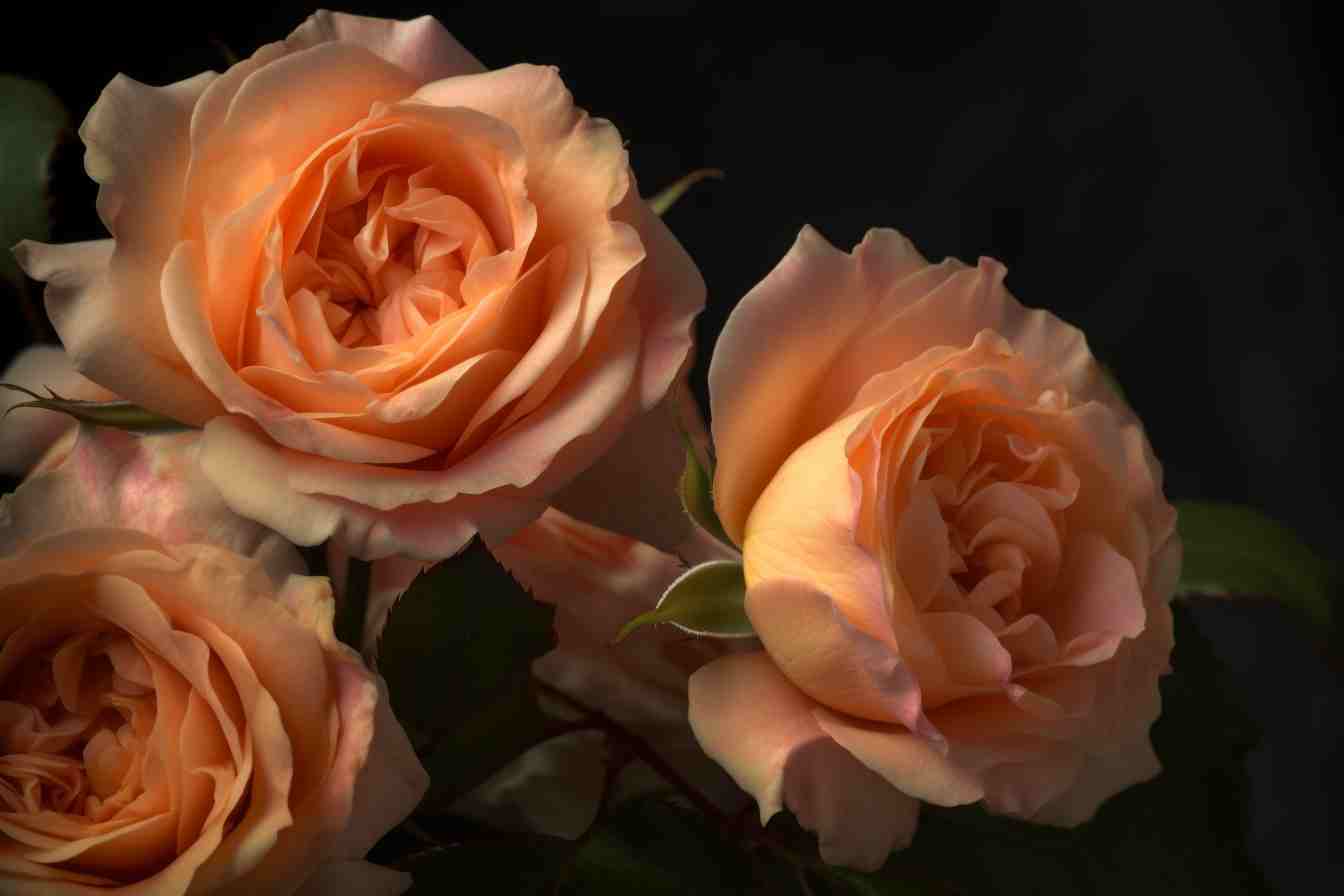 10 Flowers That Represent Women The Feminine Side Foliage Friend