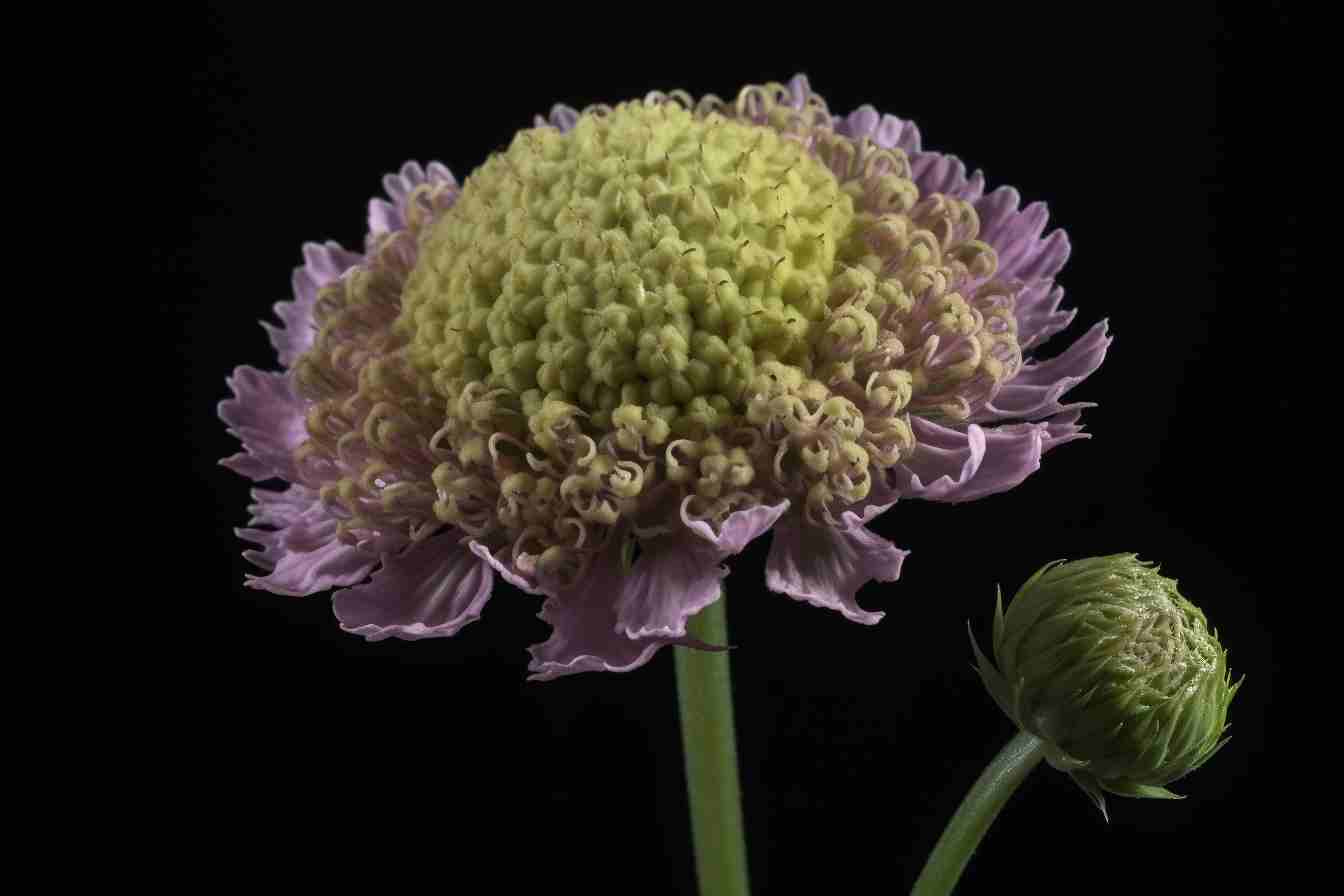 Scabiosa Flower Meaning, Symbolism & Spiritual Significance Foliage