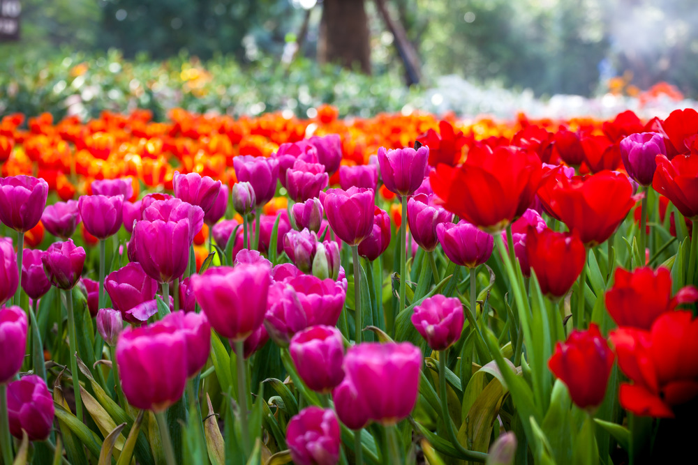 35 Flowers That Grow All Year Round Your Ultimate Guide to Blooming